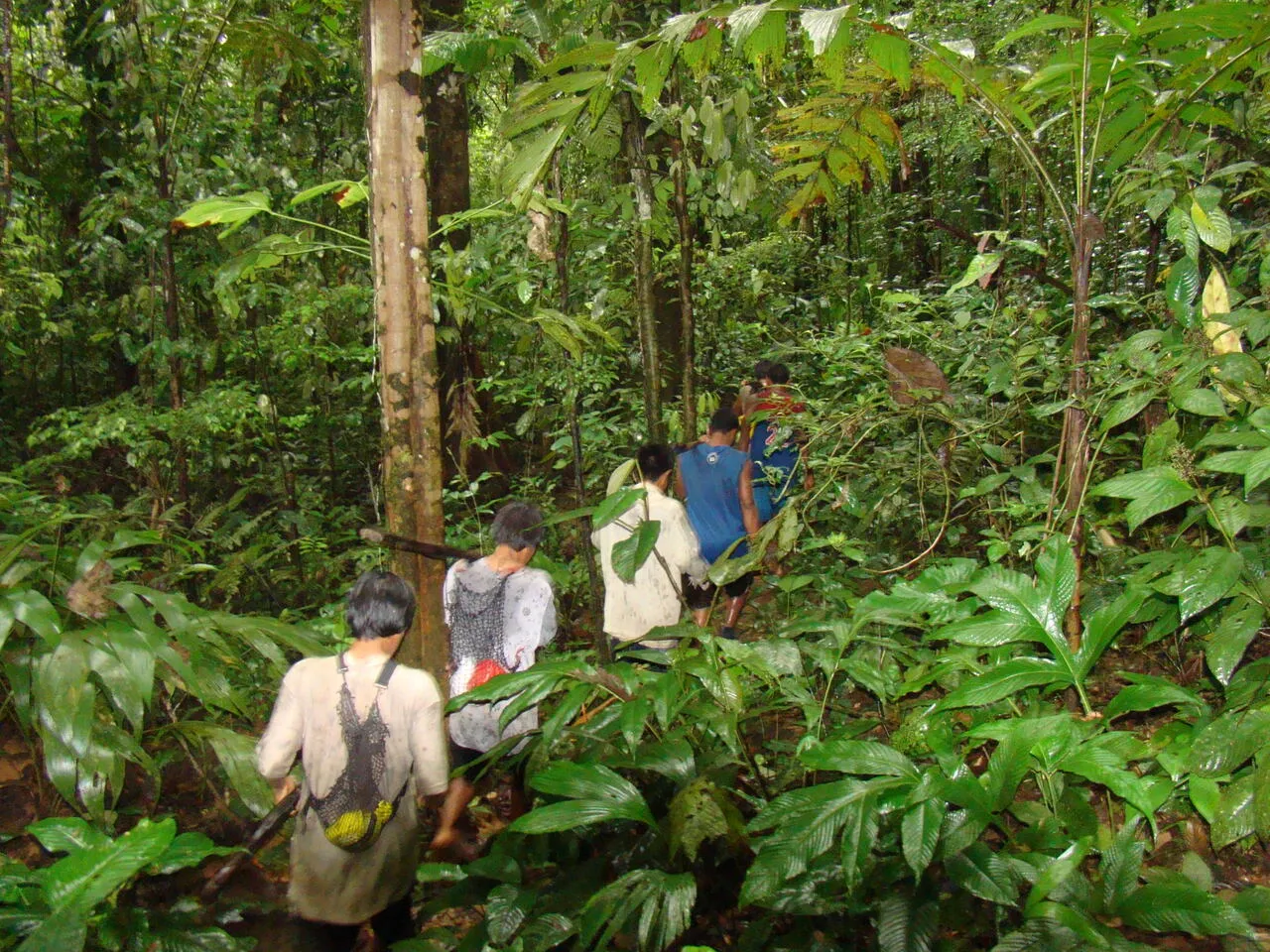 Tracking wild peccary through dense jungle (4 of 33)