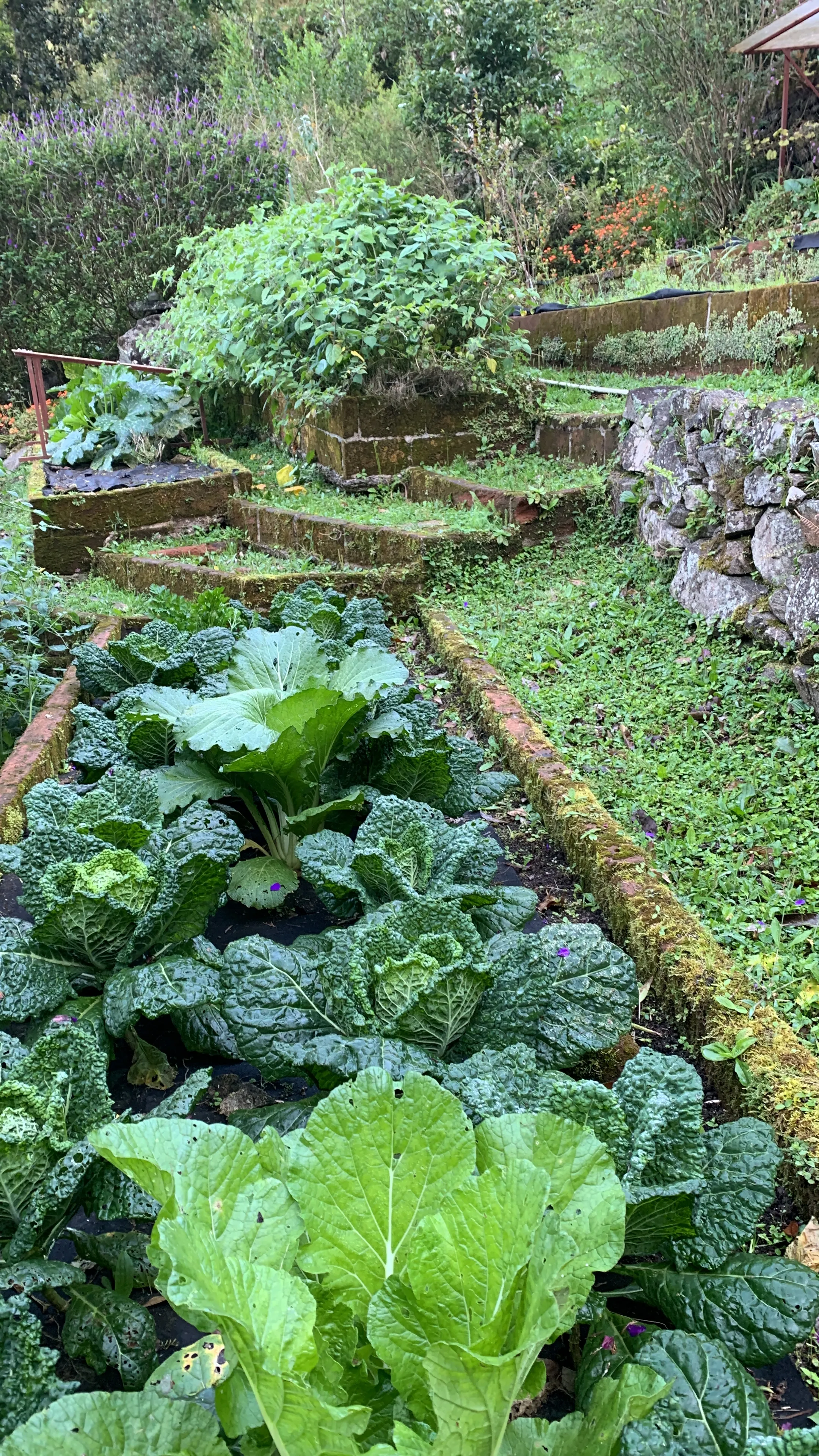 A bed of green cabbages forming heads in the terraced garden at Wild on the Farm