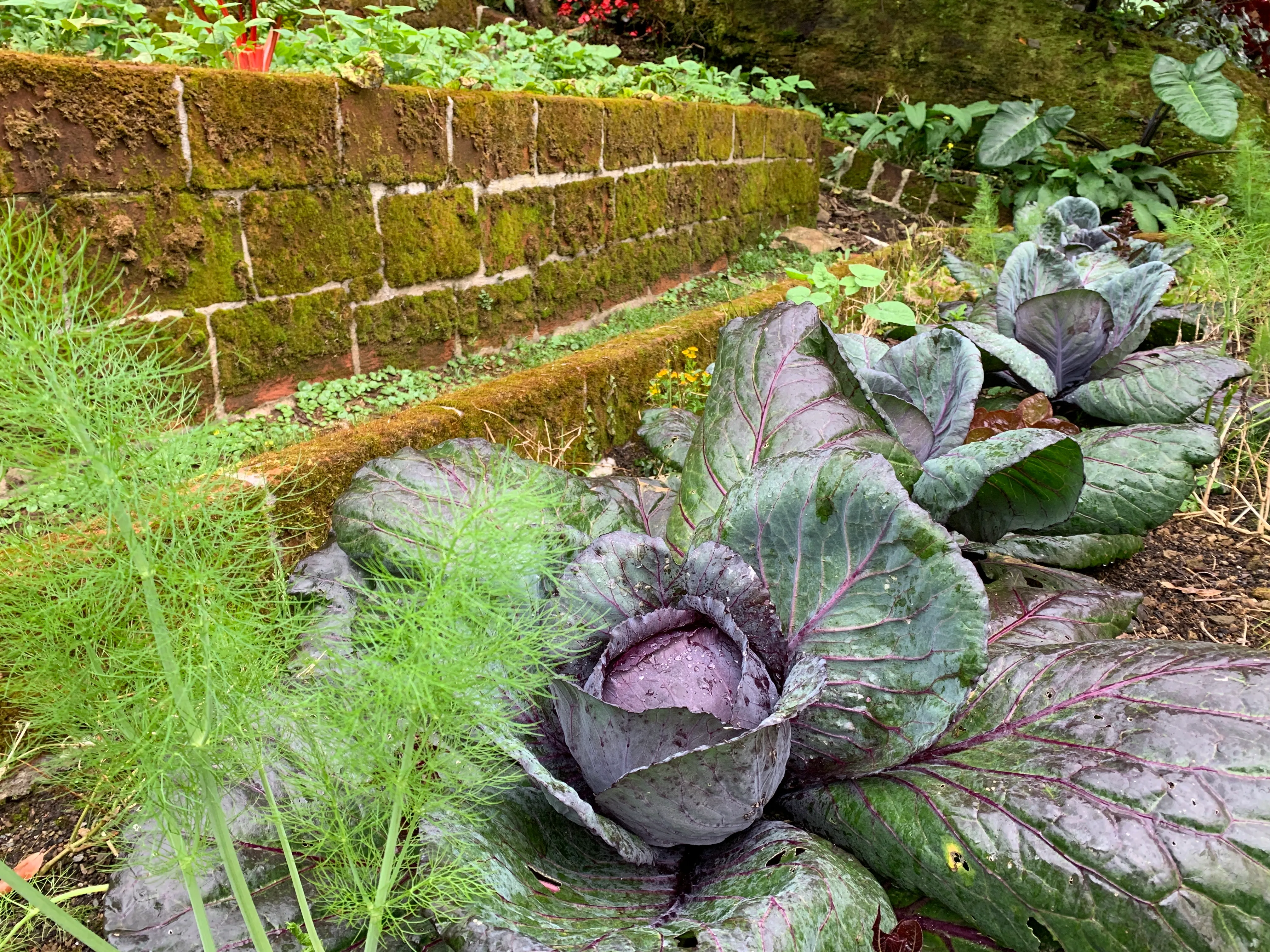Tight heads of purple cabbage with red-veined leaves in a terraced bed