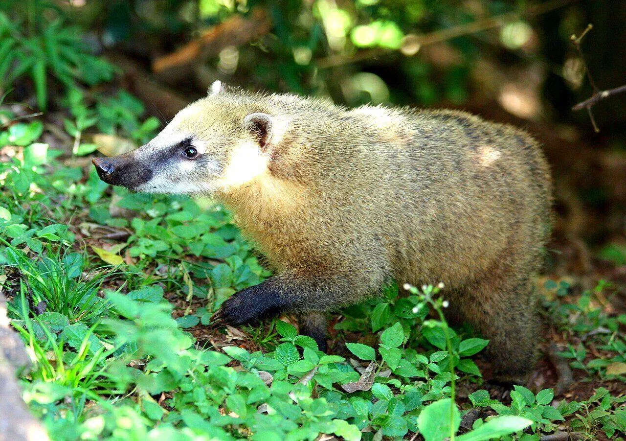 A white-nosed coati foraging through leaf litter