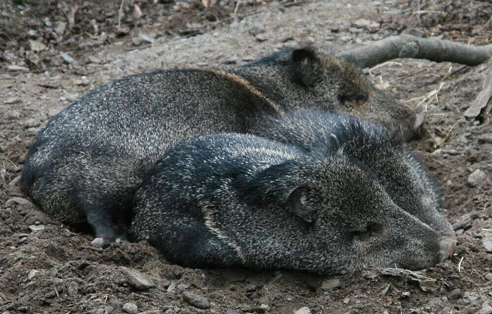 A collared peccary near the farm
