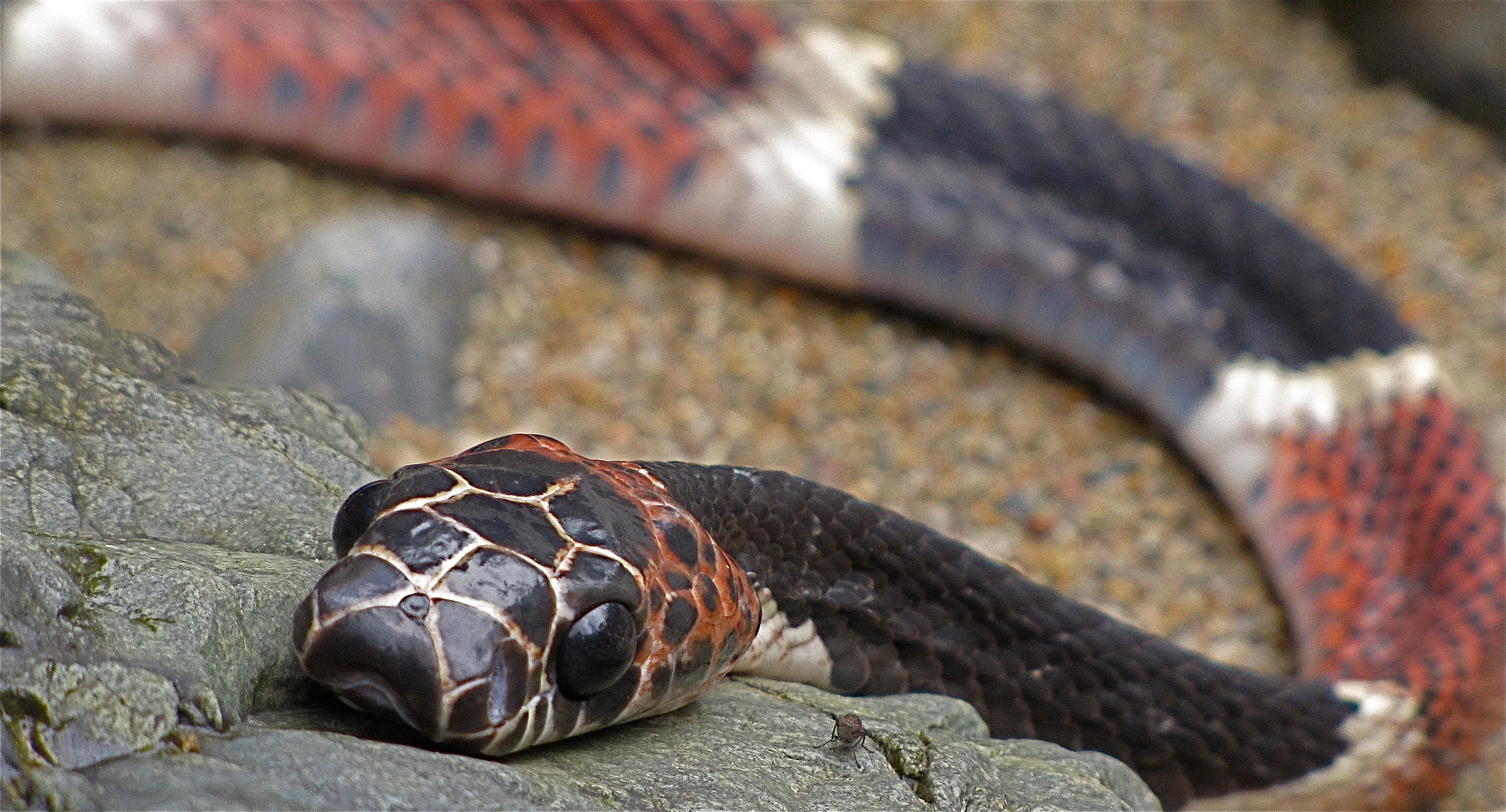 A snake banded in red, black, and white, among riverbed stones