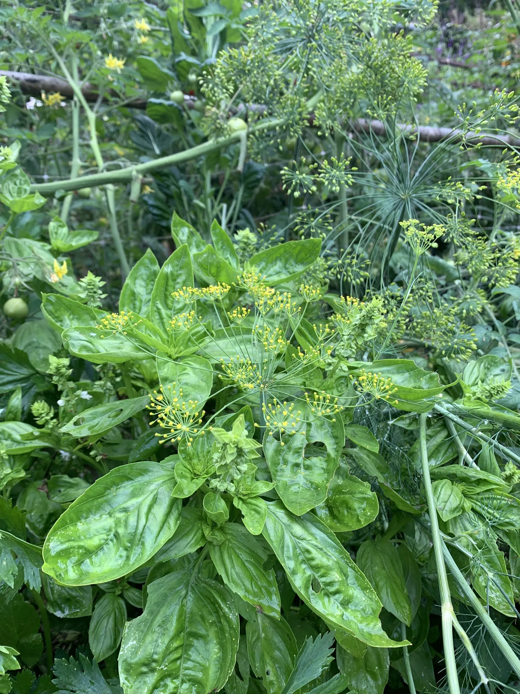 Dill in yellow flower among the basil in the garden at Wild on the Farm