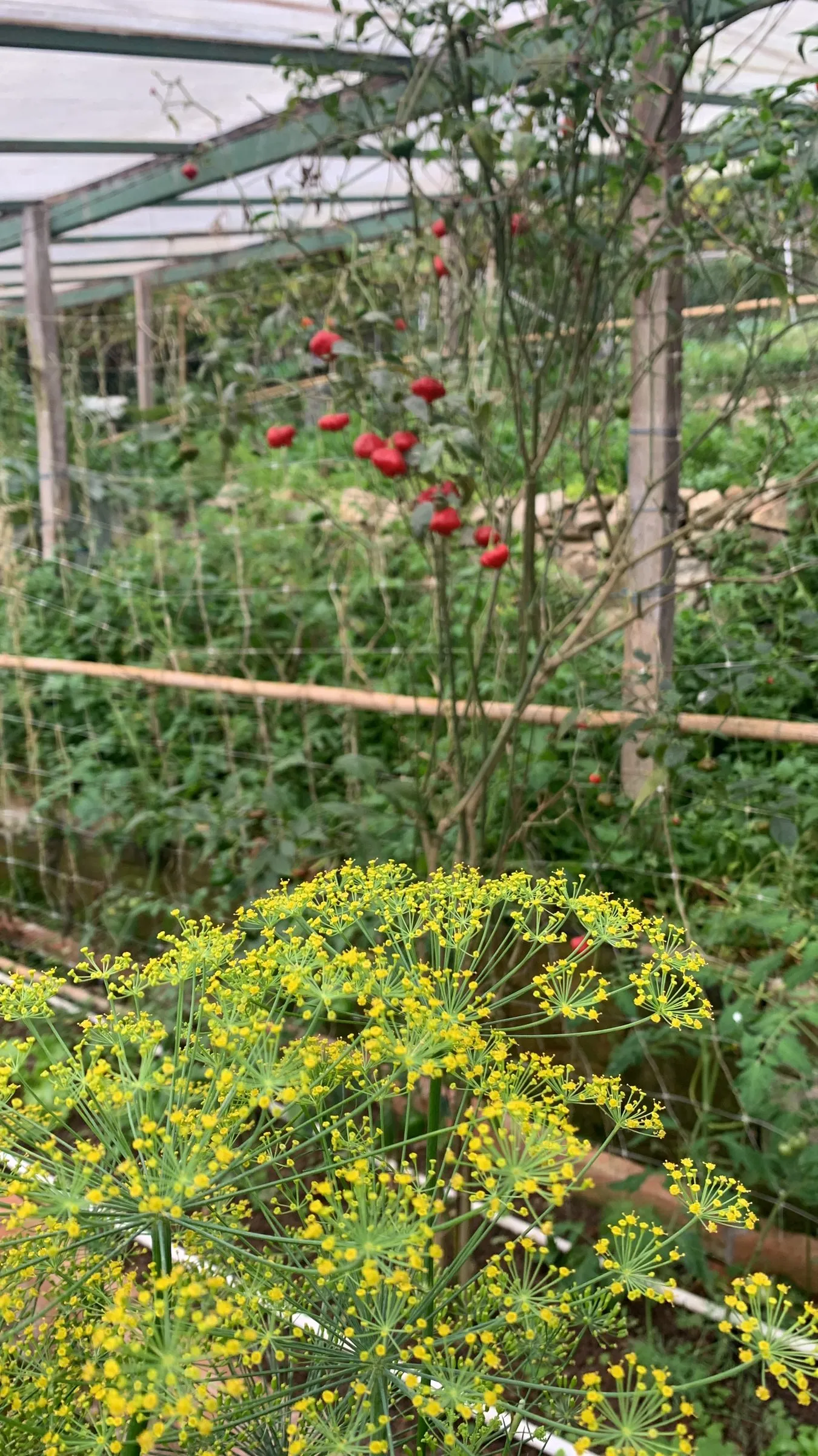 The yellow umbels of dill in flower