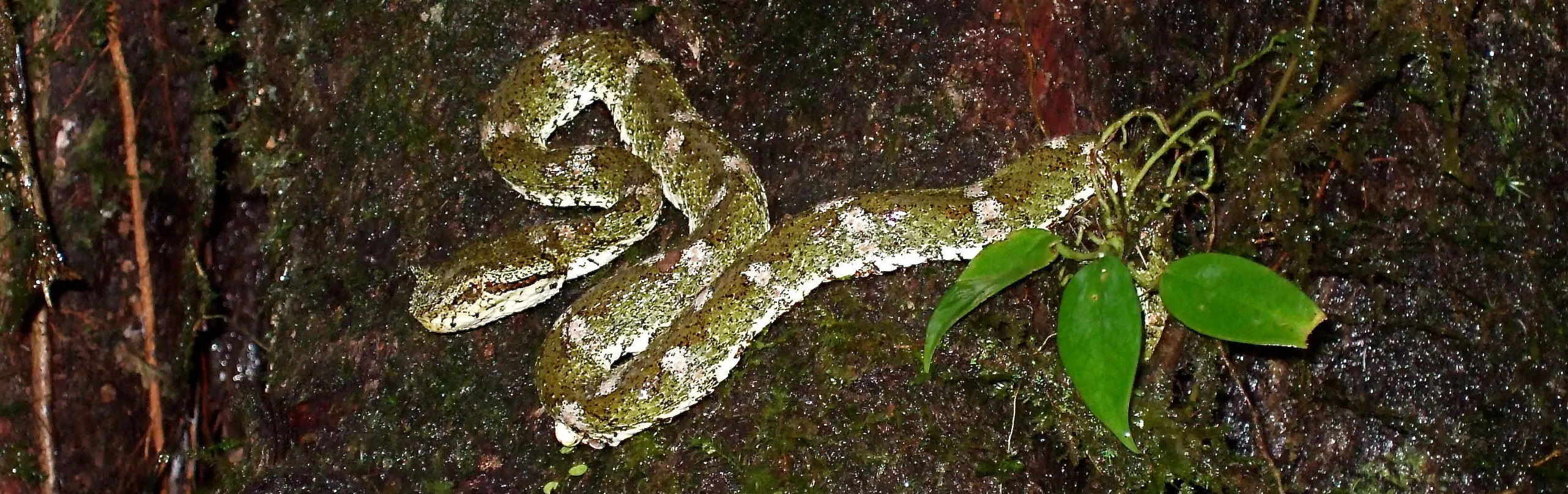 A viper coiled on wet, moss-covered bark