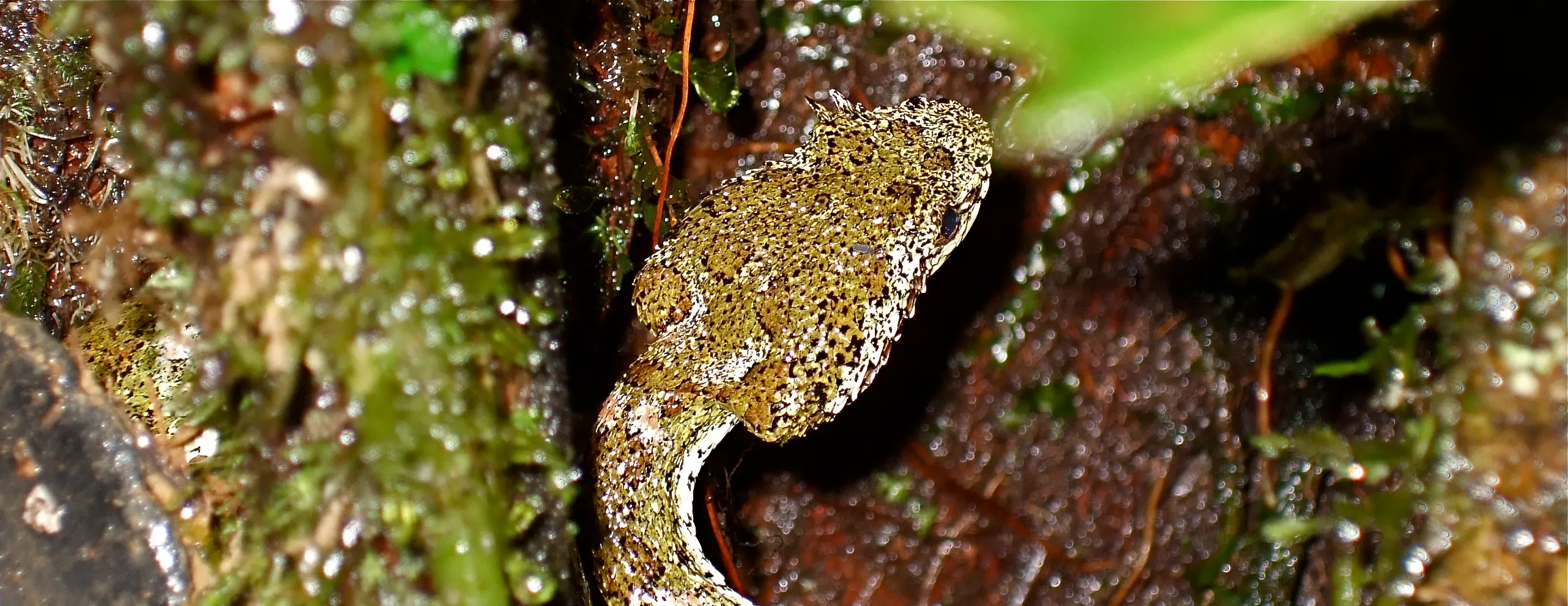 Close-up of a viper's head