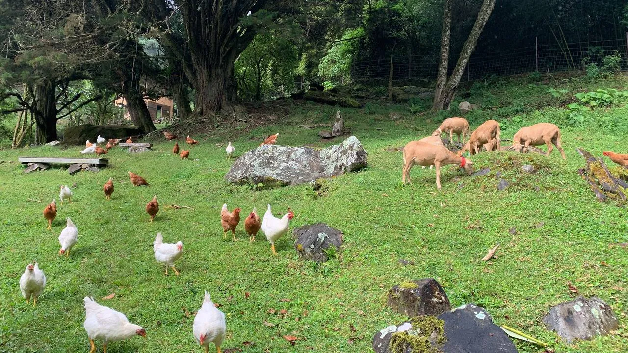 Sheep and hens grazing together beneath the macadamia trees
