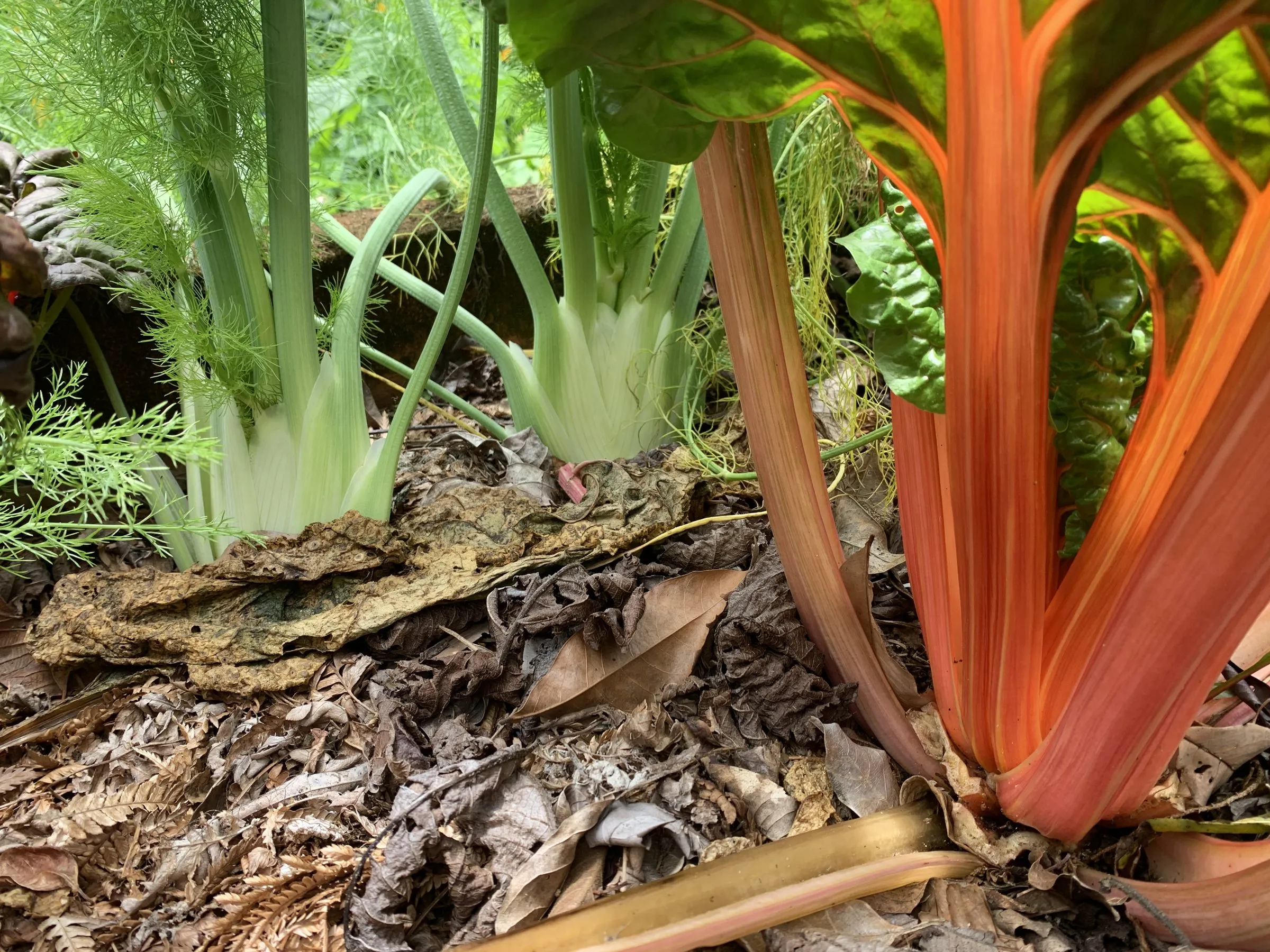 Fennel bulbs beside orange-stemmed chard in a mulched bed at Wild on the Farm
