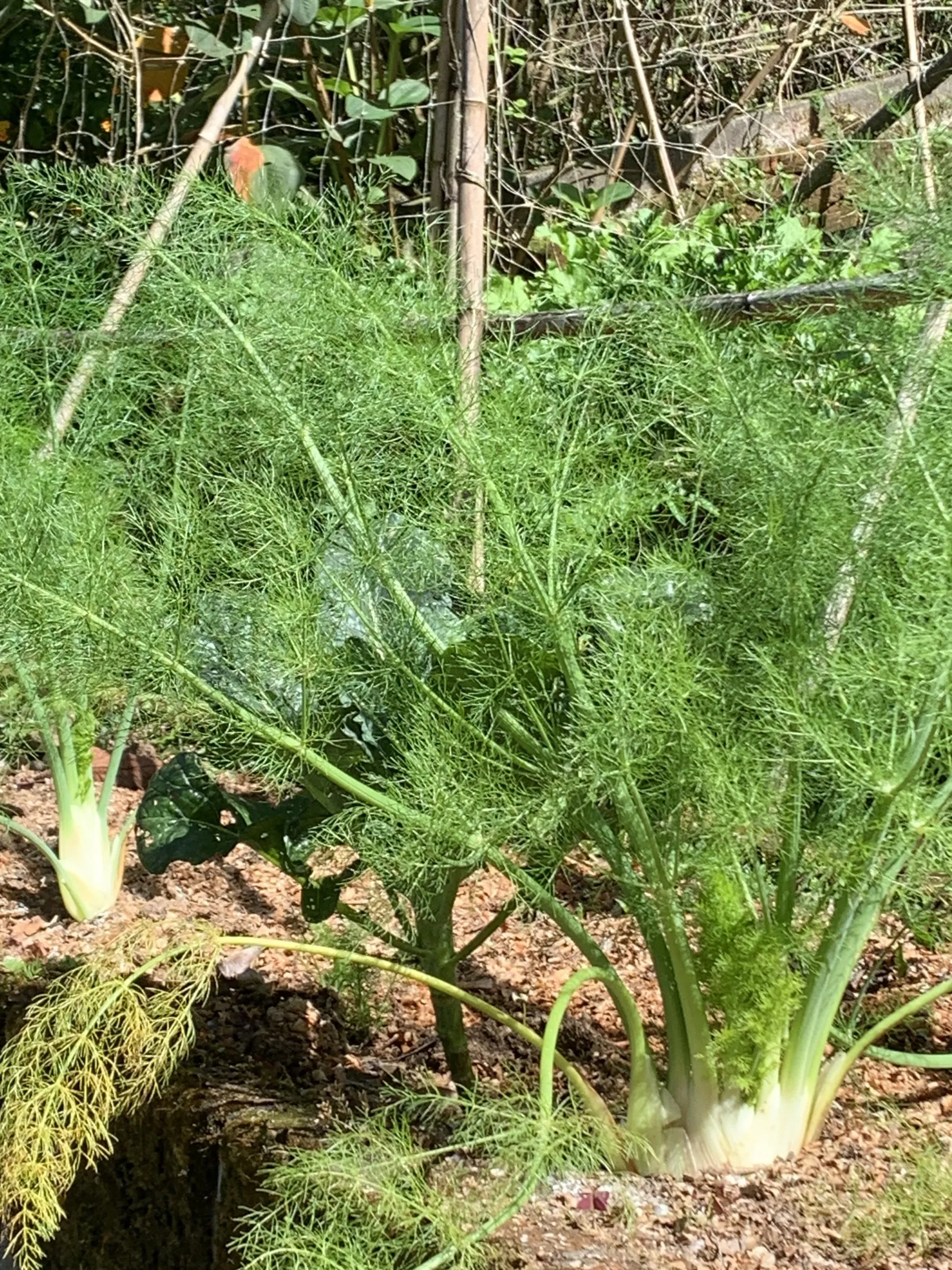 Our fennel bulbs as they form