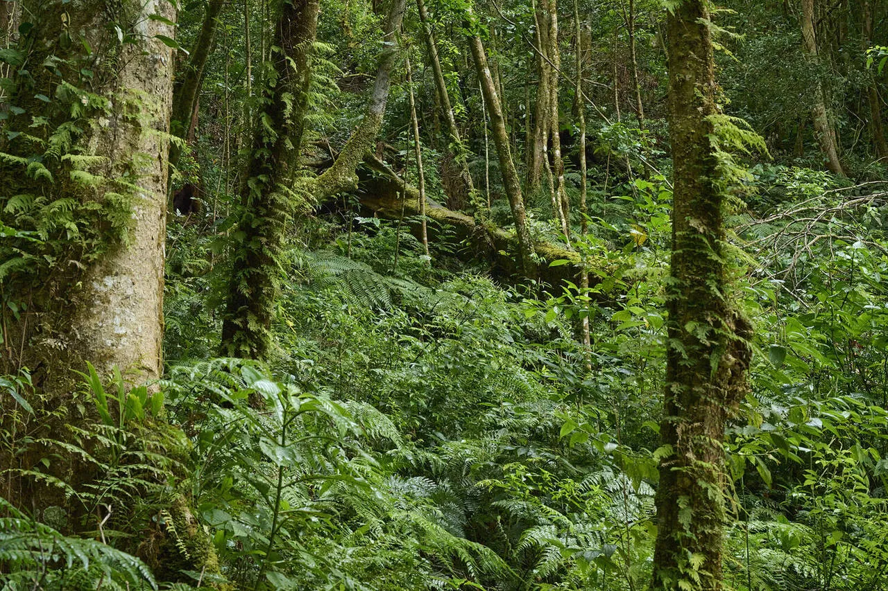 The trail entering the cloud forest