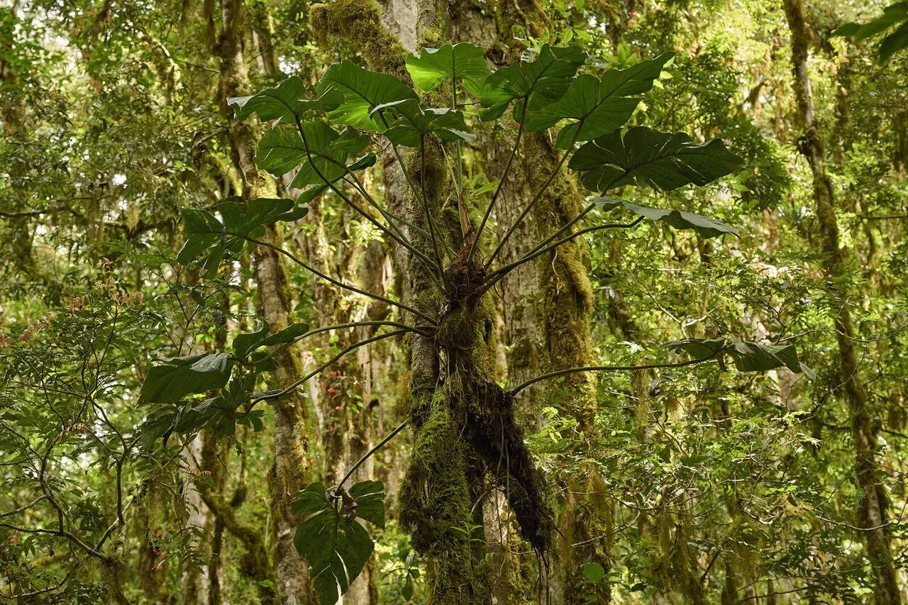 View over the cloud forest canopy from the trail