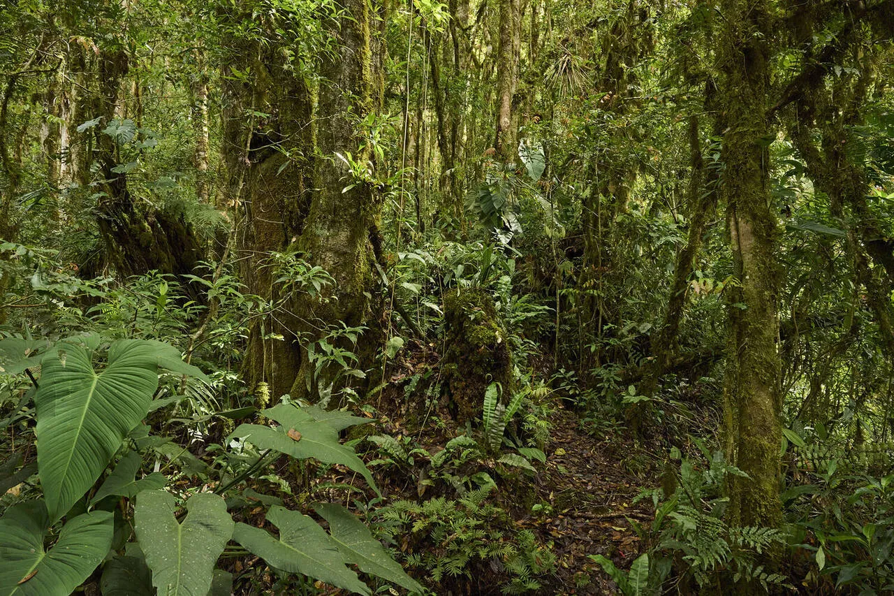 Sunlight filtering through the cloud forest