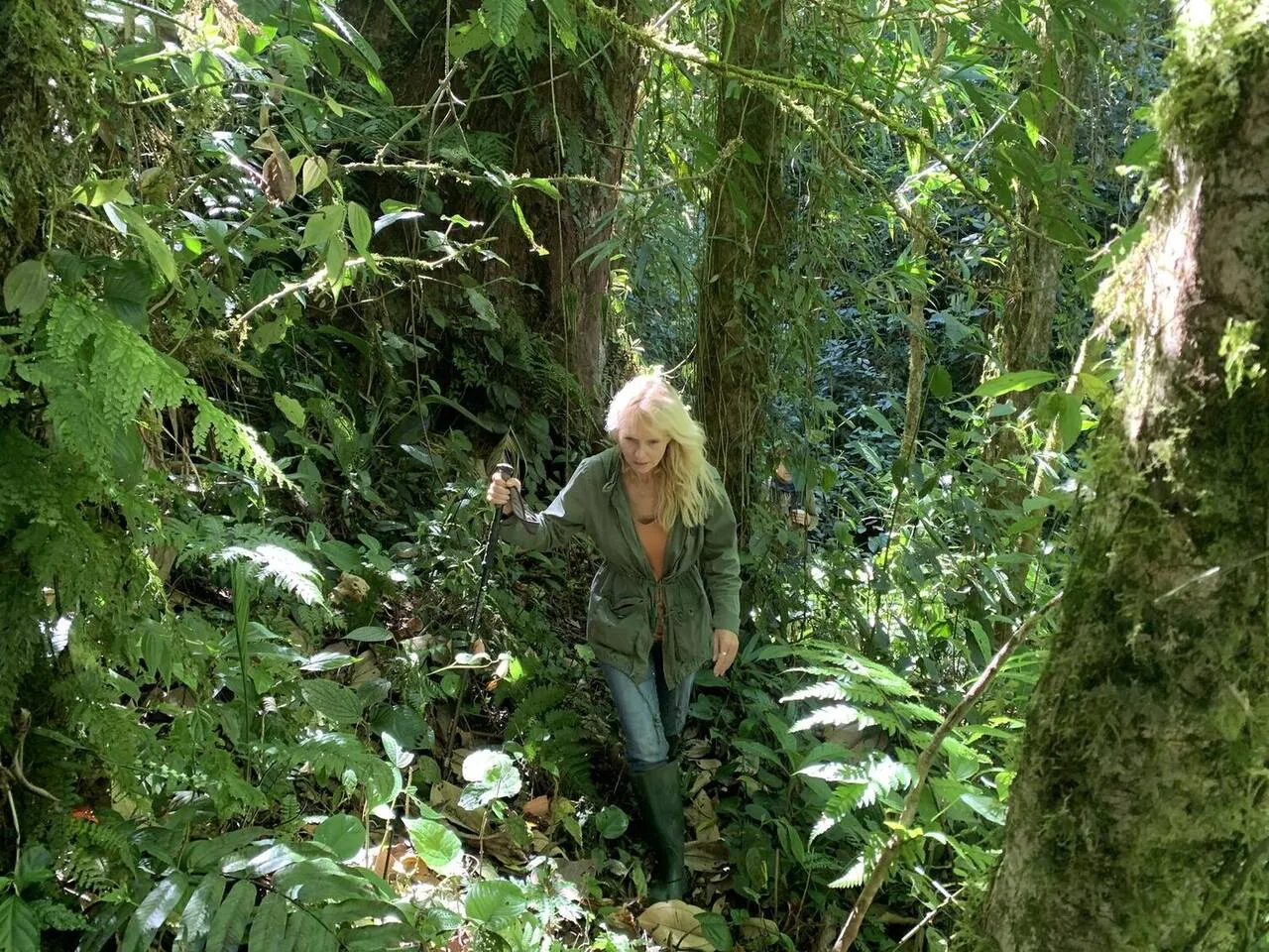 The trail winding through the forest