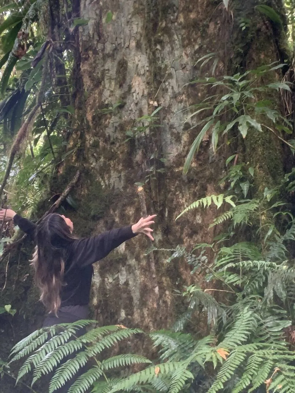 A quiet section of the cloud forest trail