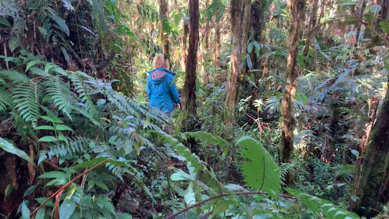 Wide view of the forest from the trail