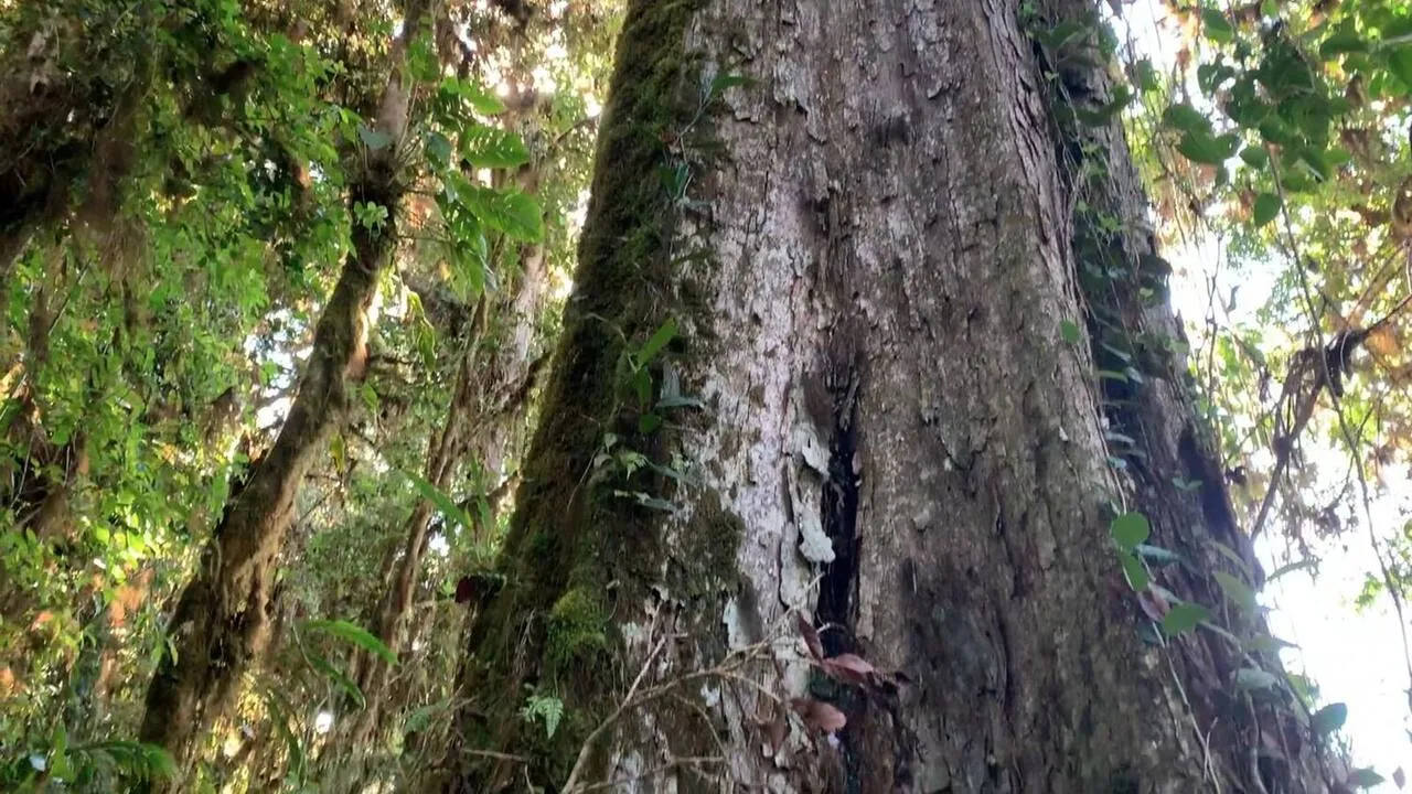 A steep section of the hiking trail