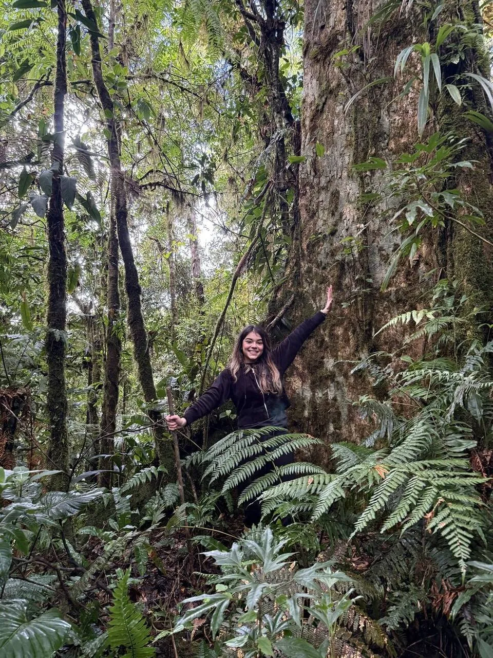 Tree ferns along the trail
