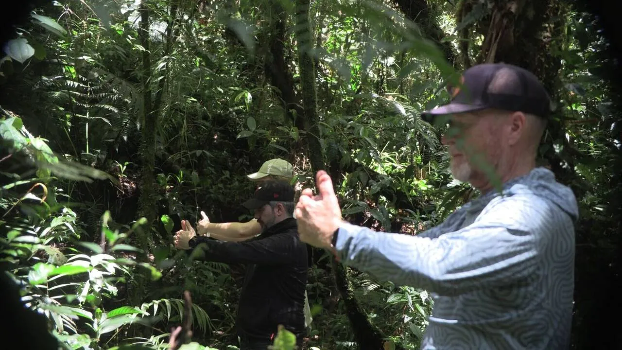 Dense understory beside the trail