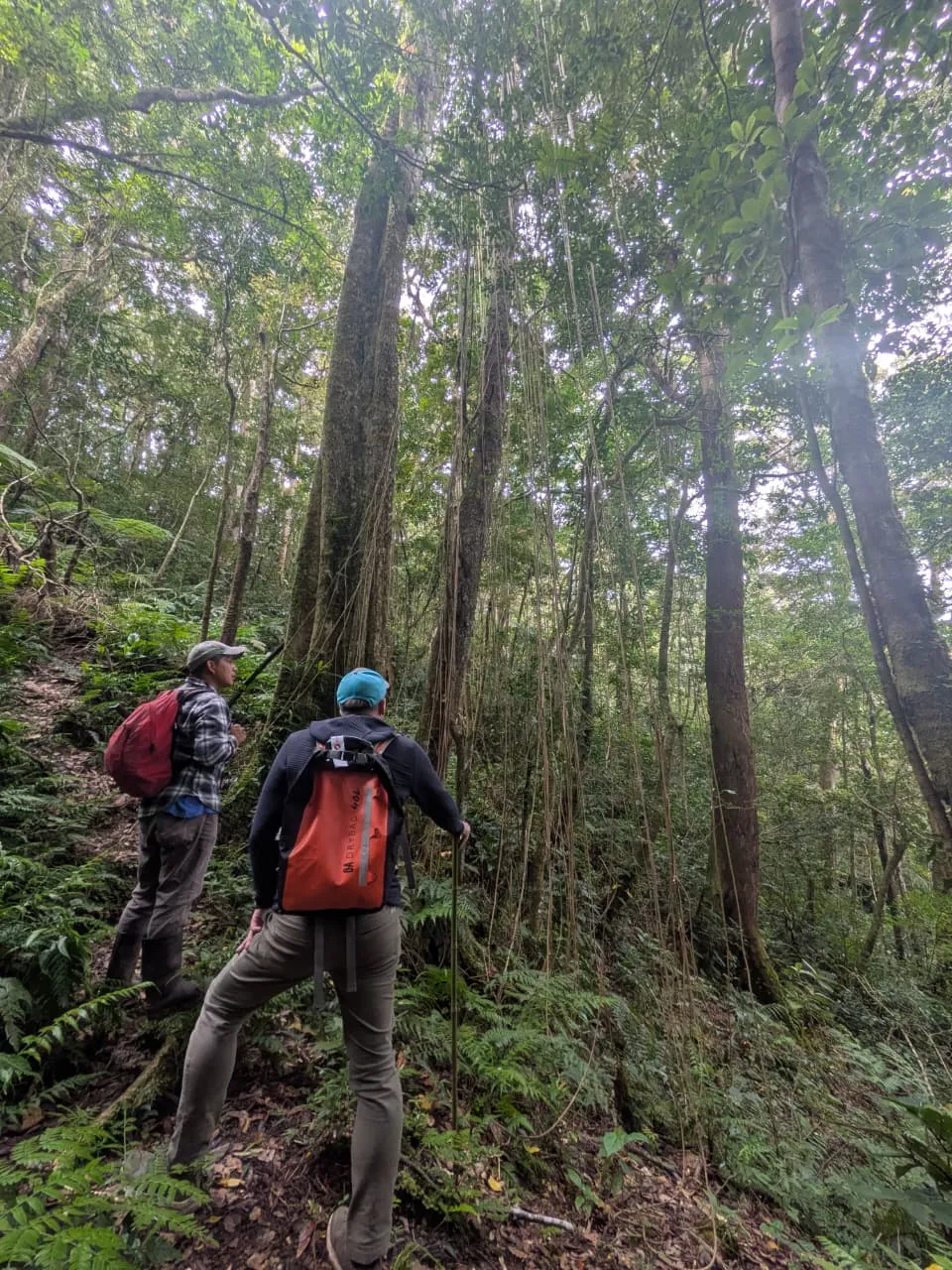 Hikers among tall trees and hanging vines on the trail