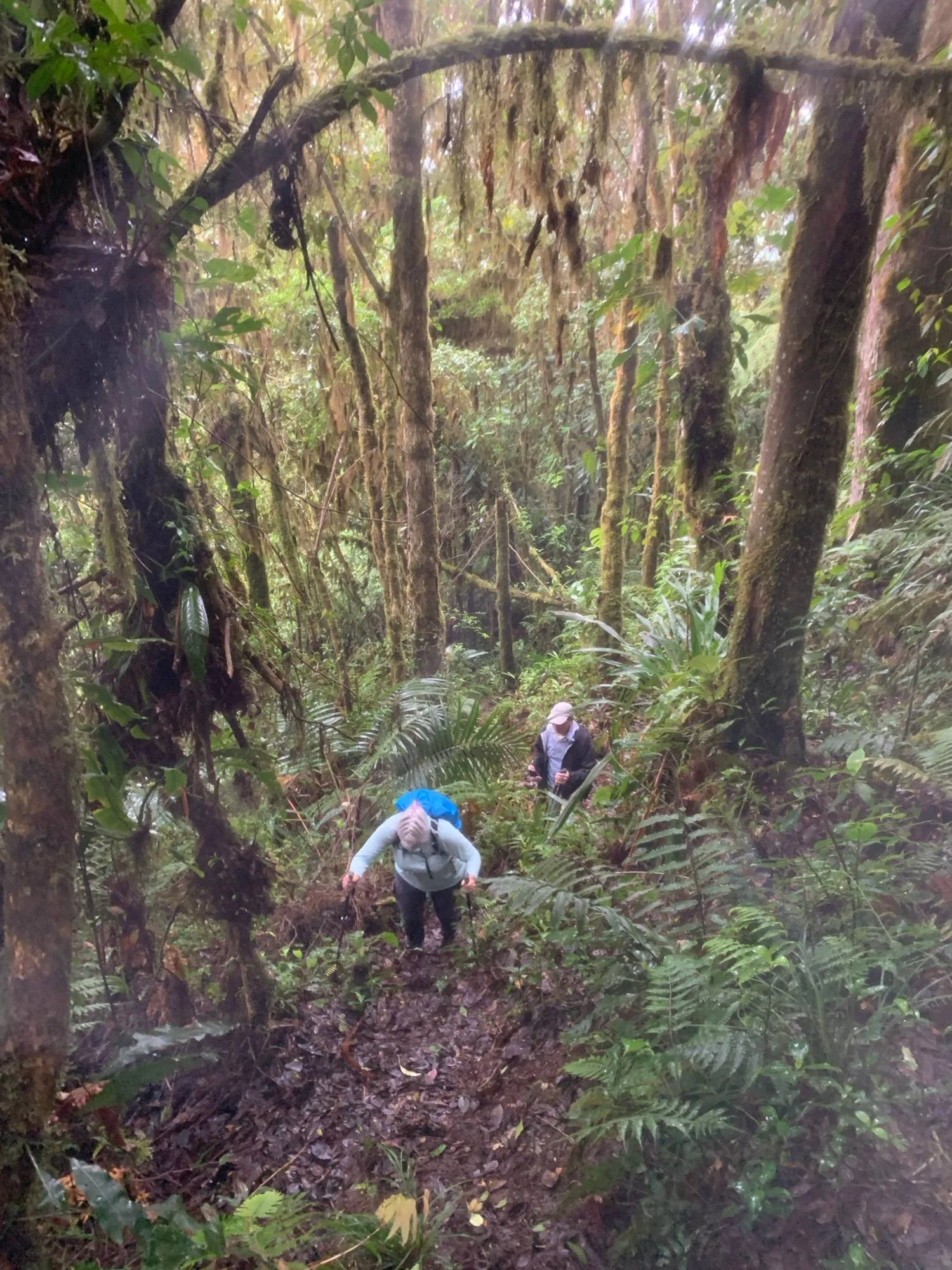 Hikers climbing a steep trail under moss-draped cloud forest trees