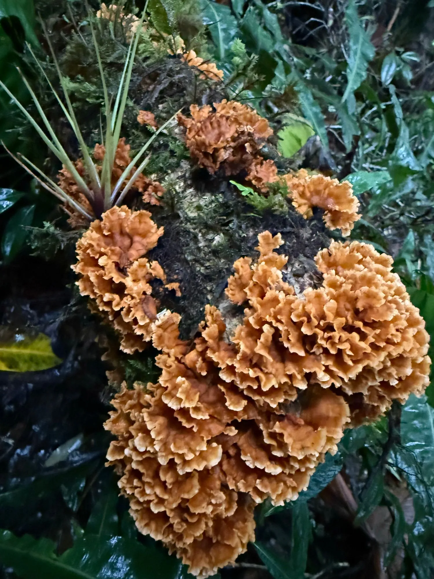 Ruffled orange bracket fungus growing on a mossy log