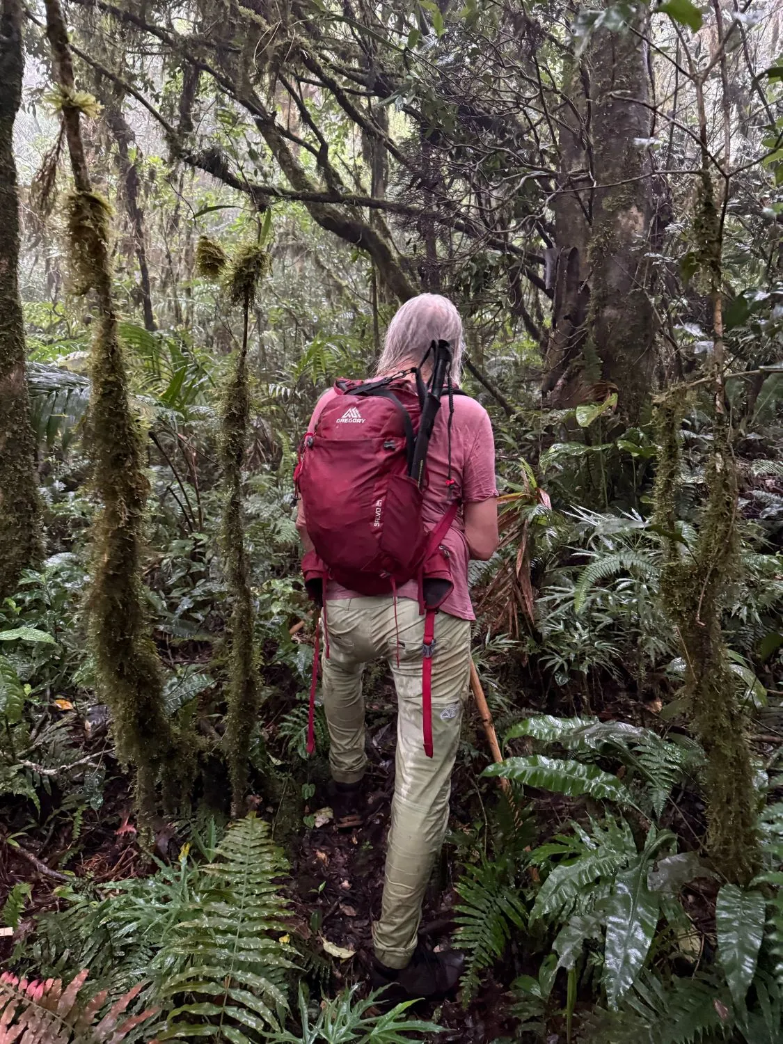 A hiker with a red backpack pushing through ferns and hanging moss