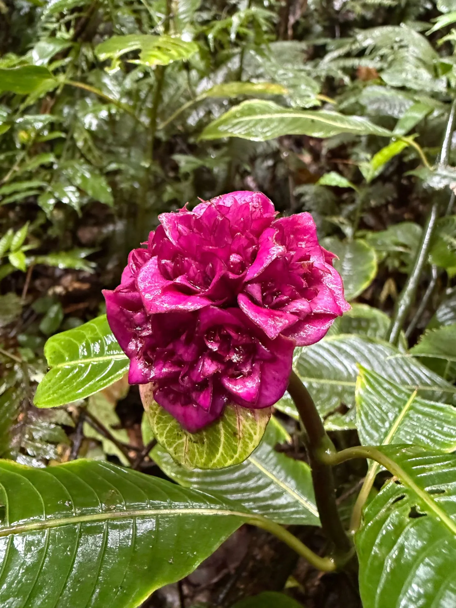 A deep pink flower blooming in the cloud forest understory