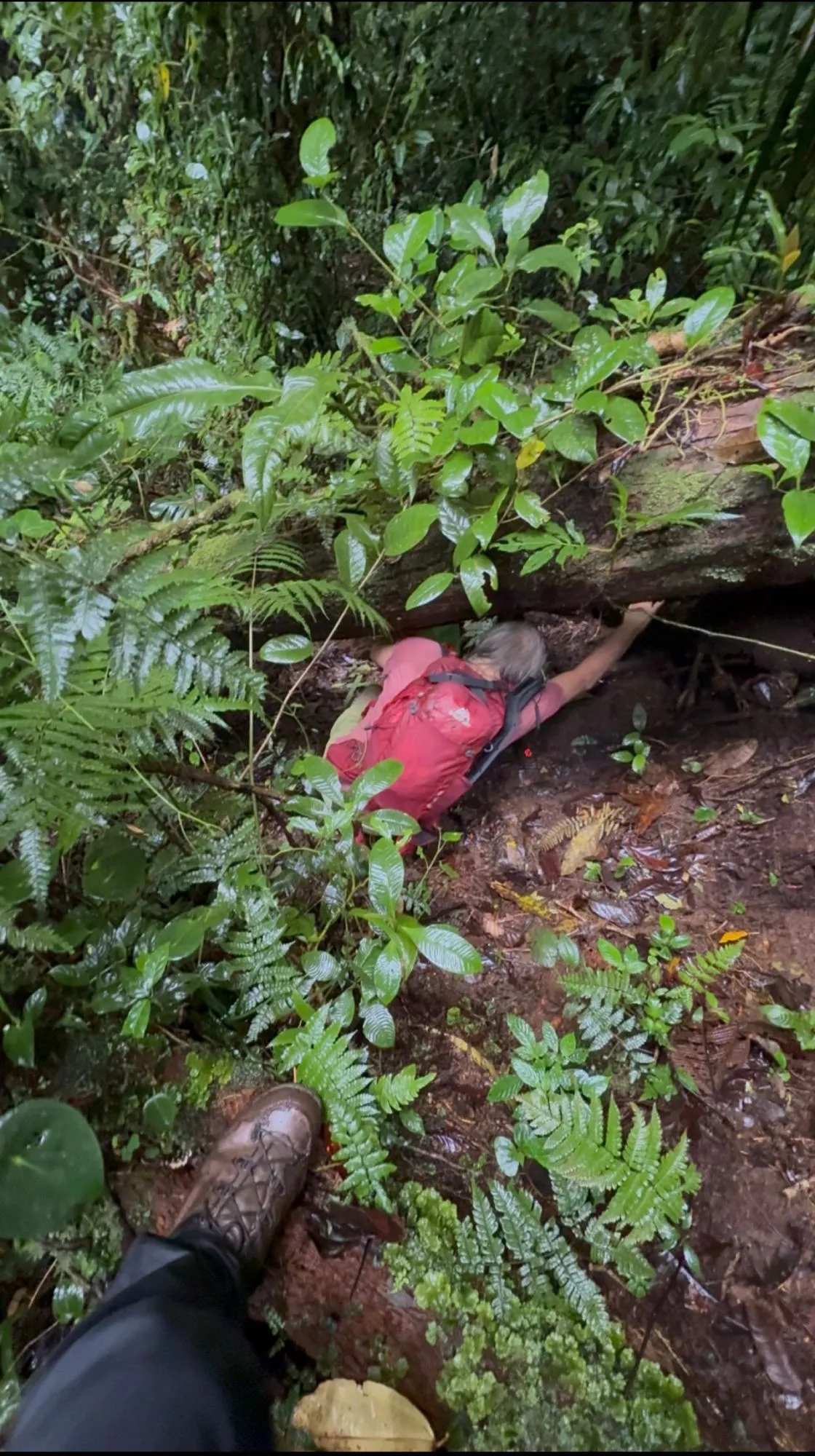 A hiker crawling under a fallen tree across the trail