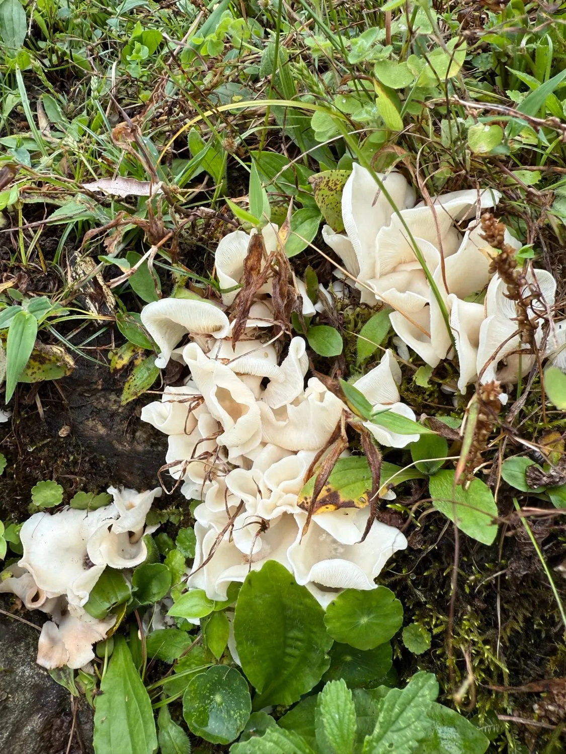 Clusters of white wild mushrooms in the grass beside the trail