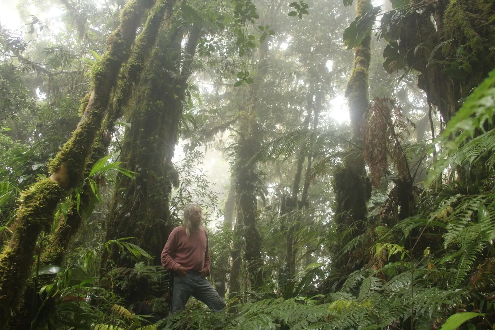 A guide standing among giant moss-covered trees in the mist
