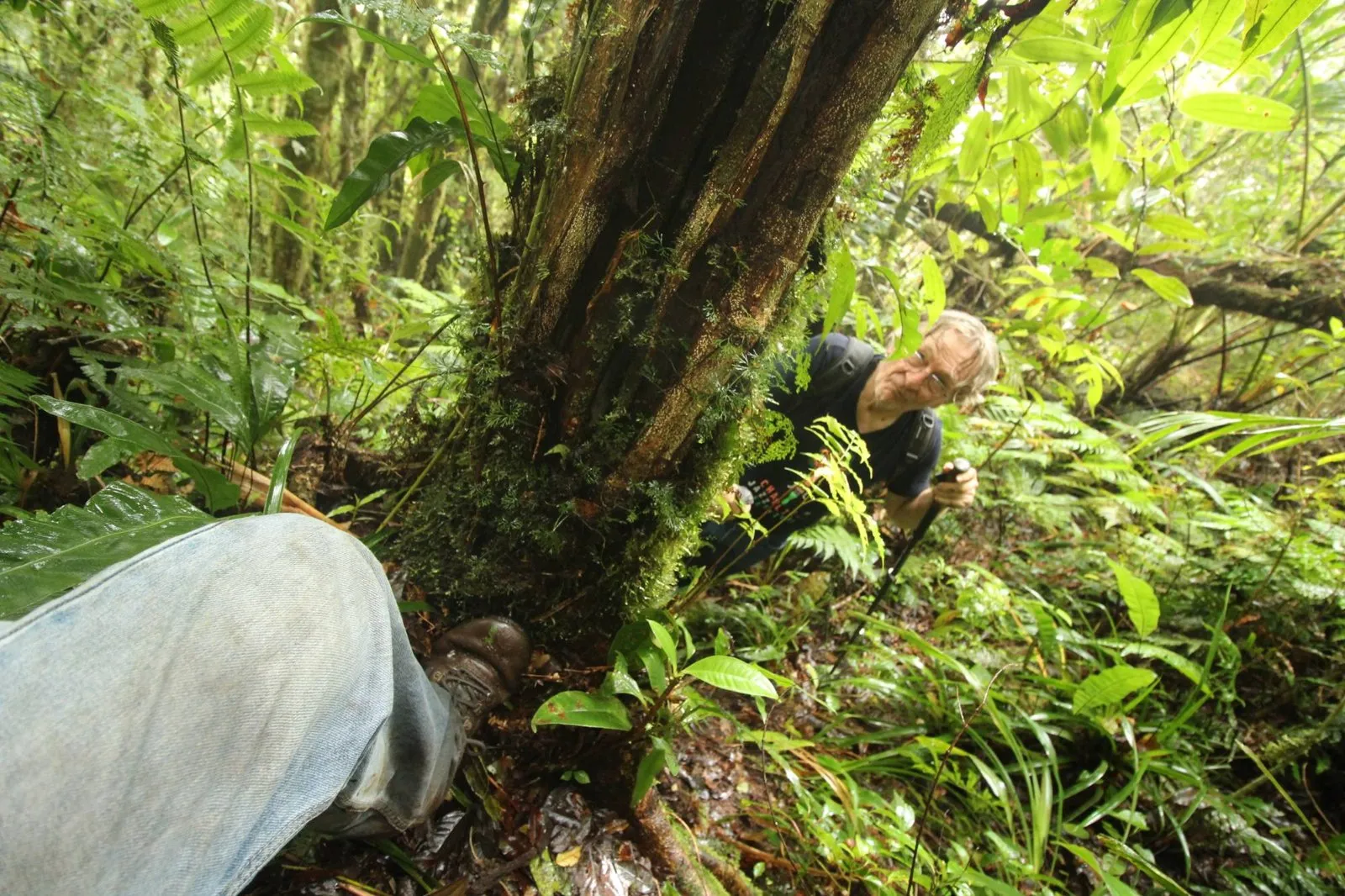 A hiker climbing past a moss-covered trunk