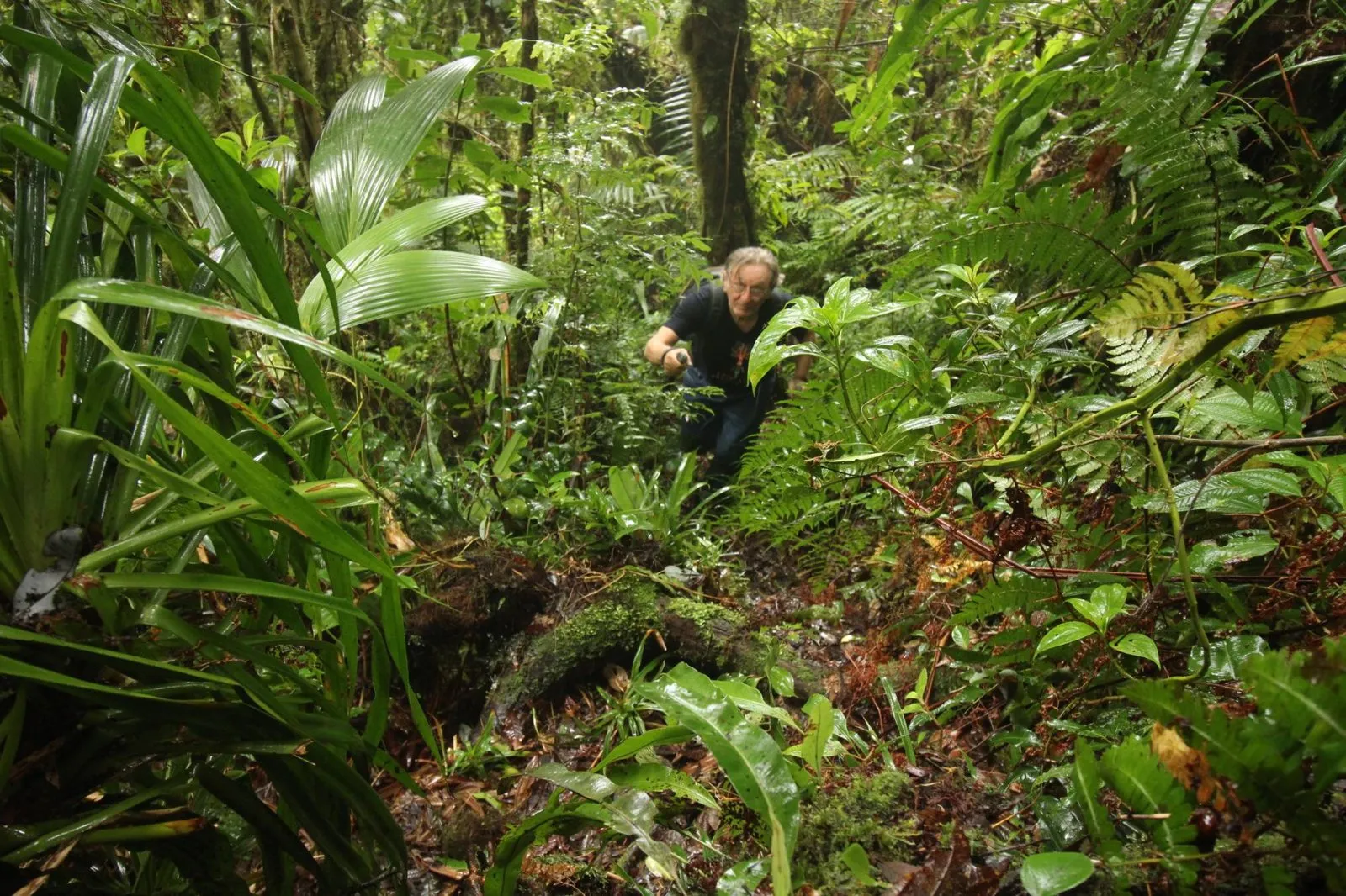 A hiker pushing up through dense, wet undergrowth