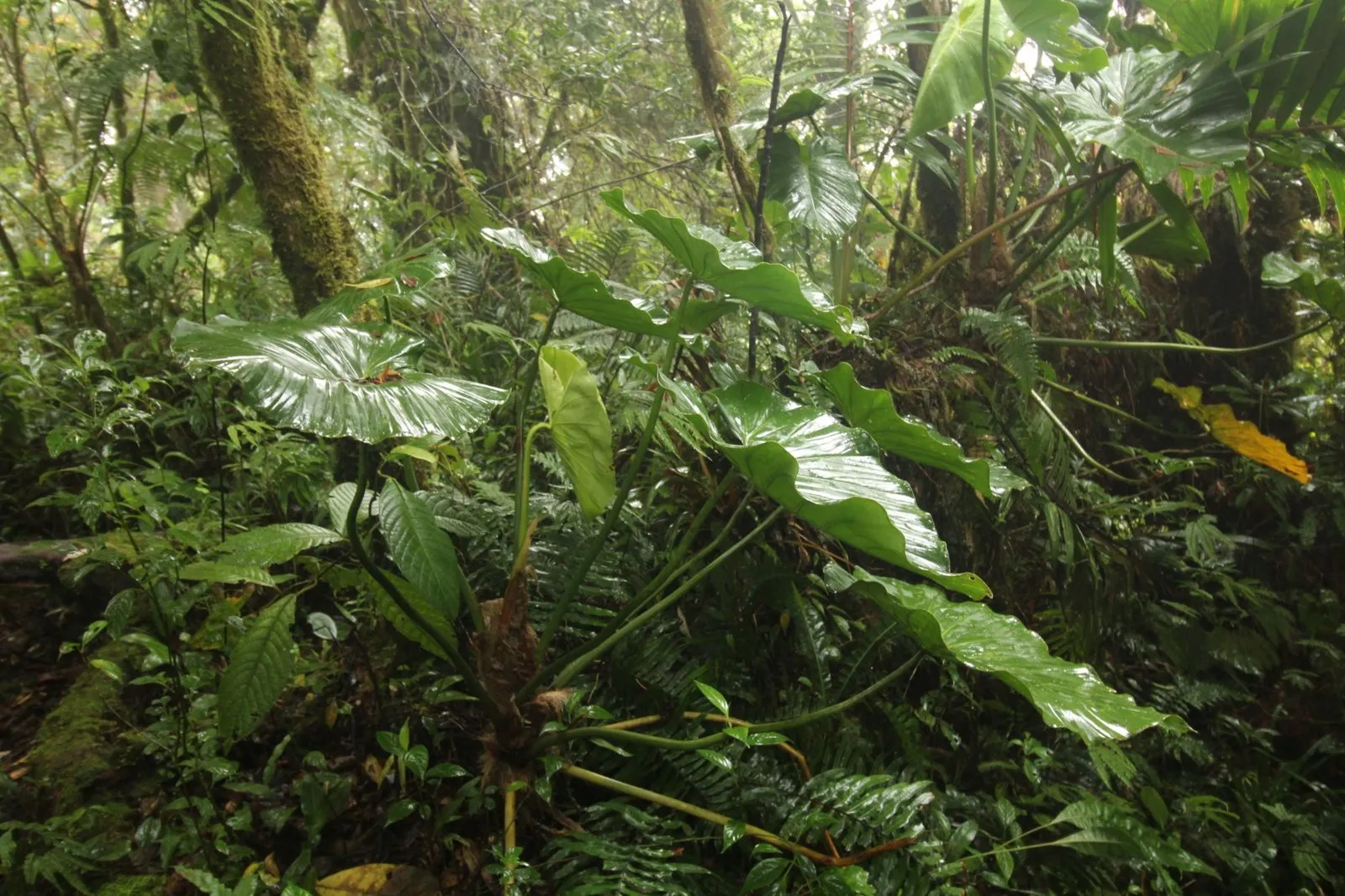 Giant glossy leaves in the cloud forest understory