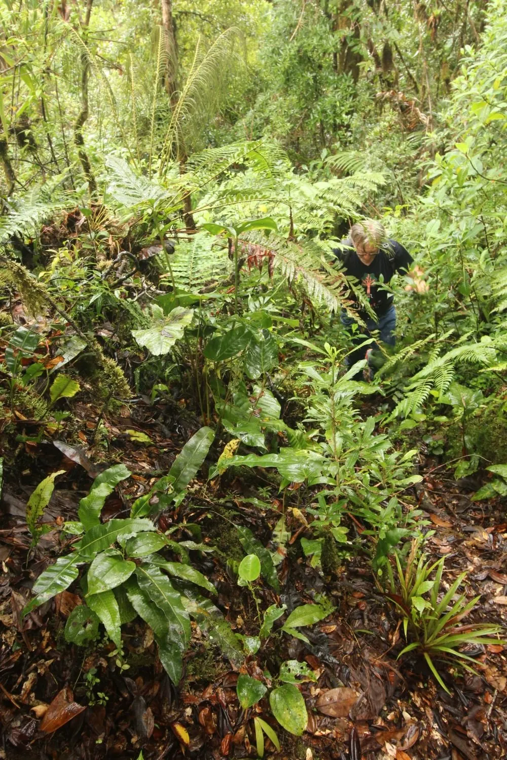 A hiker climbing a steep slope through ferns
