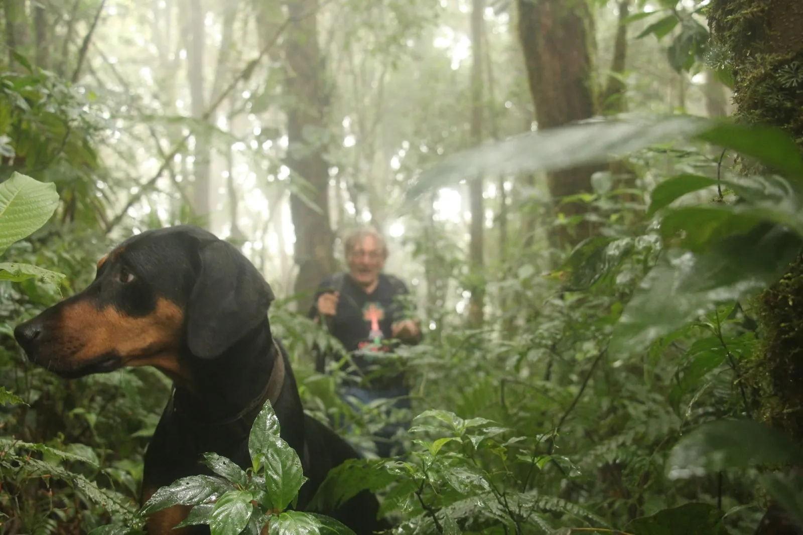 The farm dog leading the way through the misty forest
