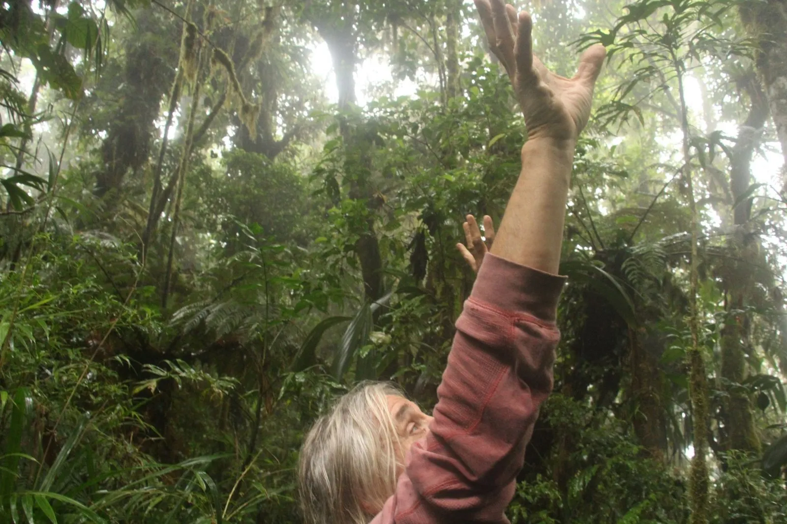 Arms raised toward the cloud forest canopy