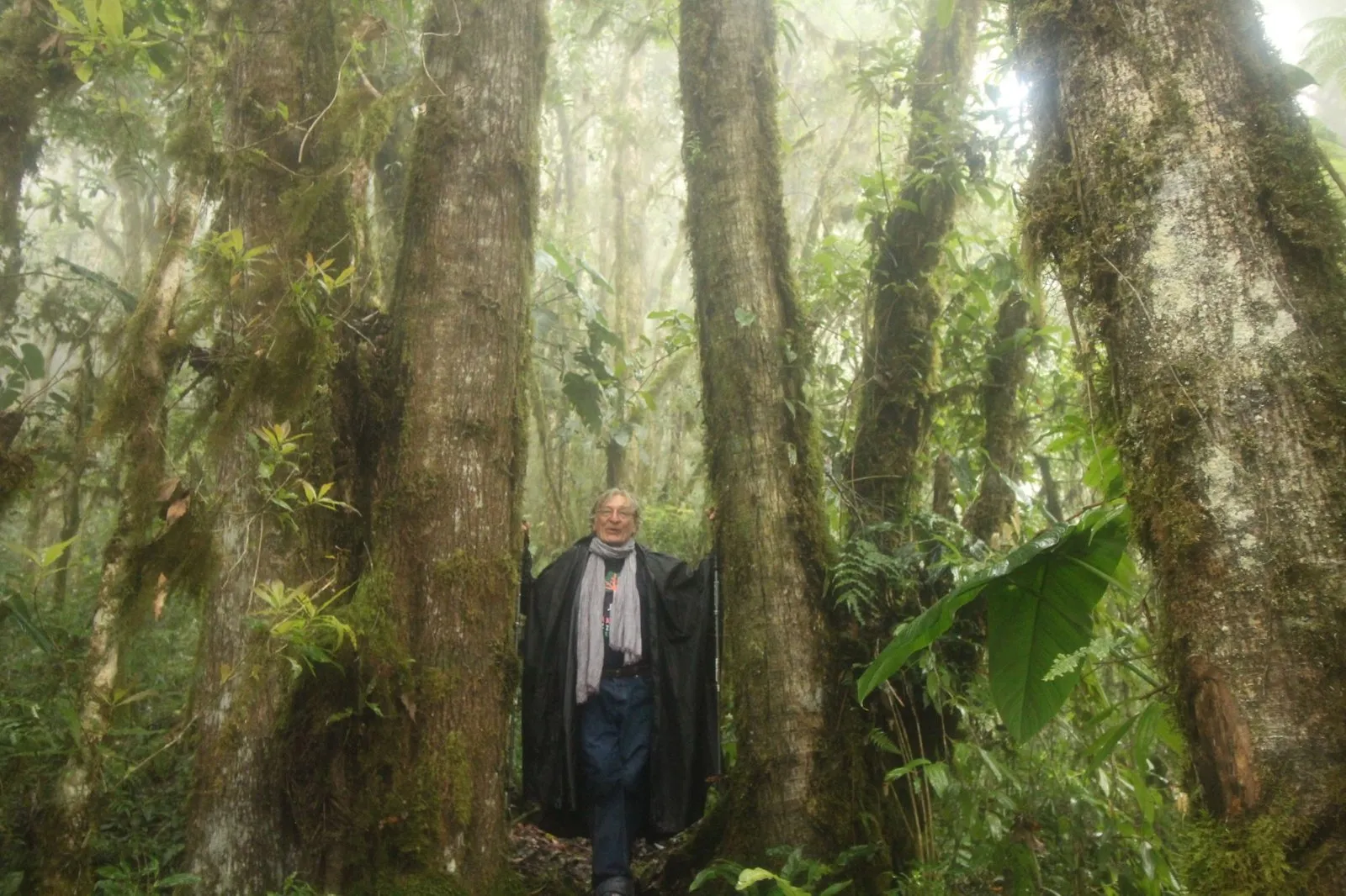A hiker standing between two enormous cloud forest trunks