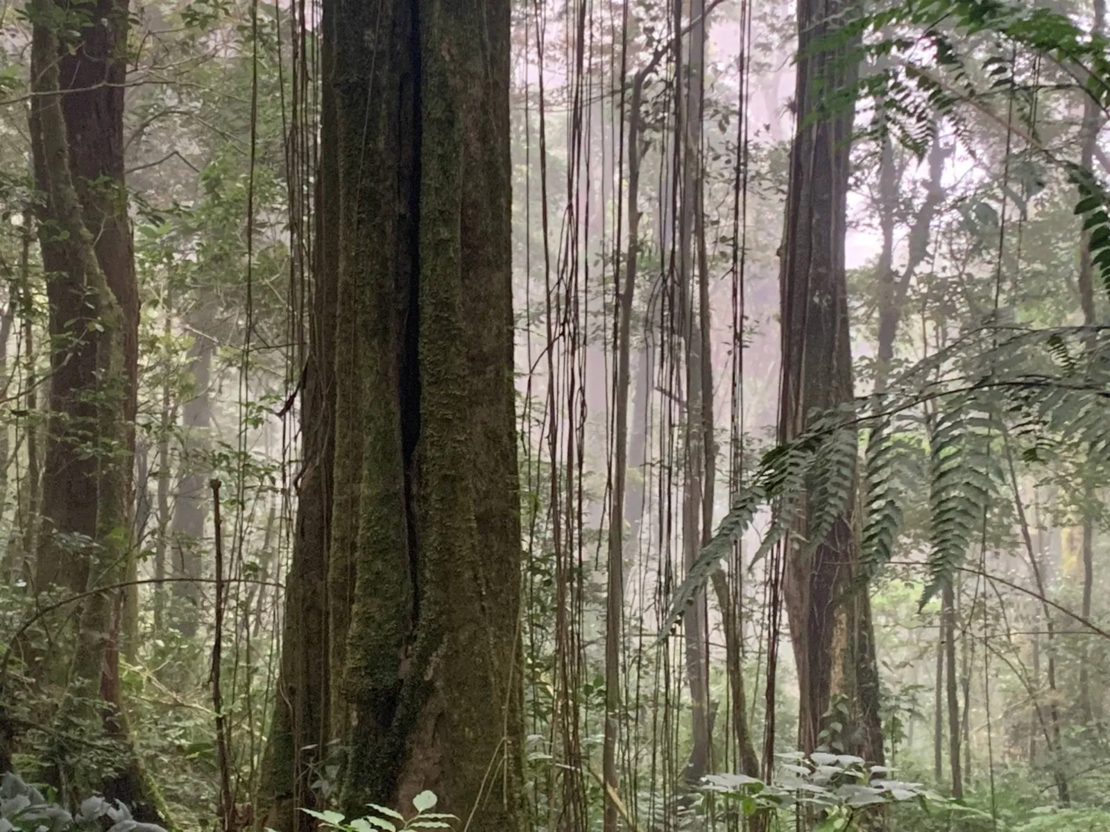 A huge trunk and hanging vines in the mist