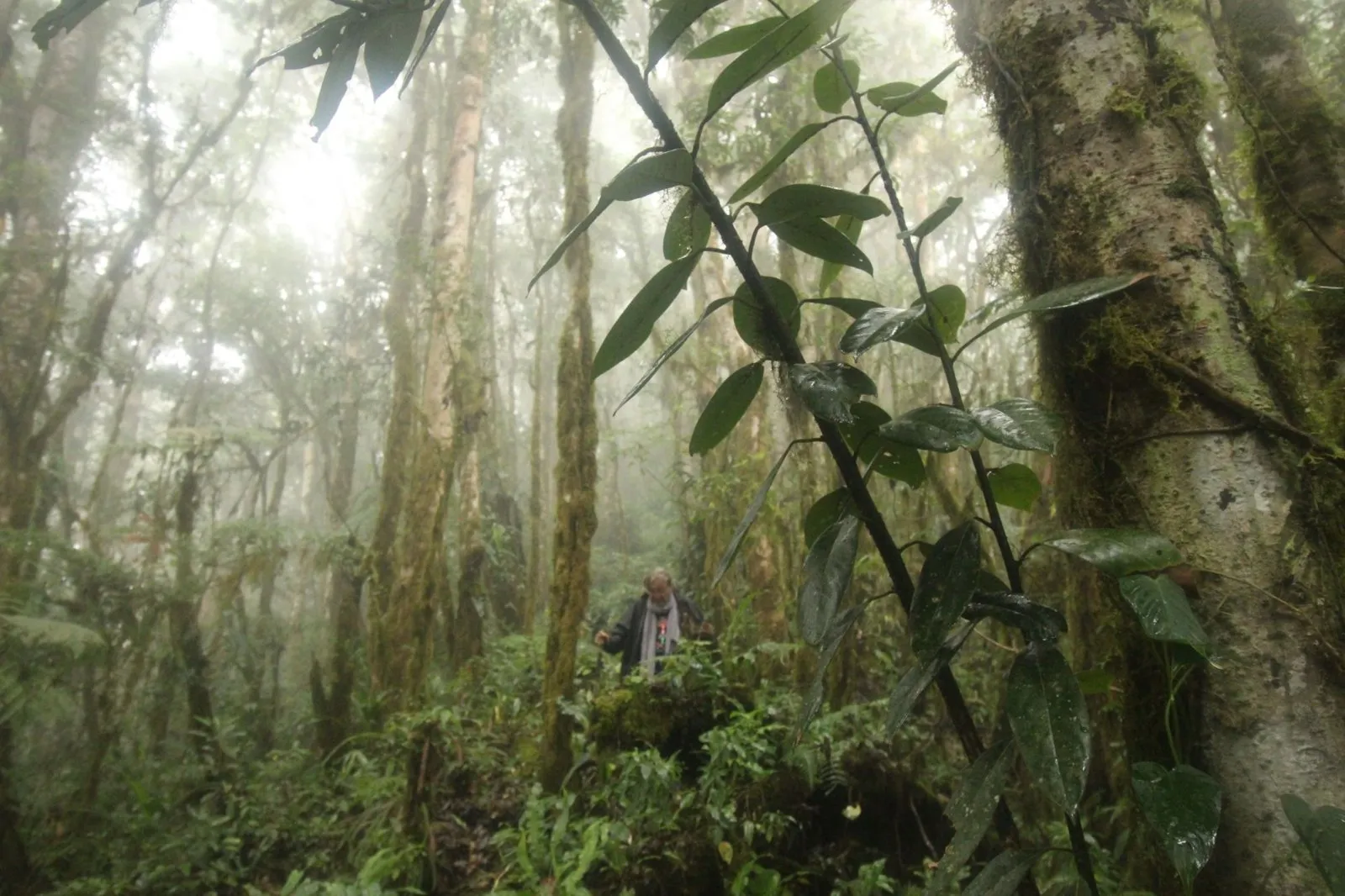 A hiker dwarfed by tall trees in thick mist