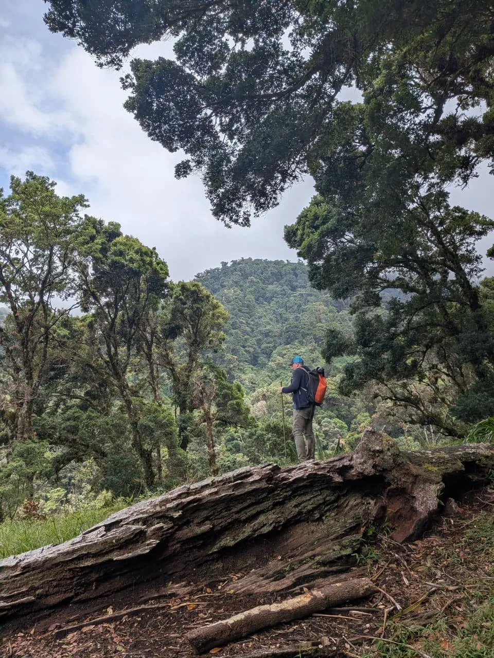 A hiker on a fallen trunk looking out over the forested ridge