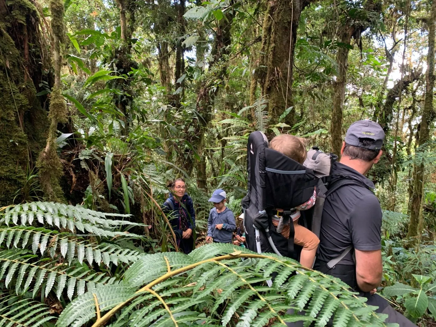 A family among the tree ferns, a toddler riding in a carrier