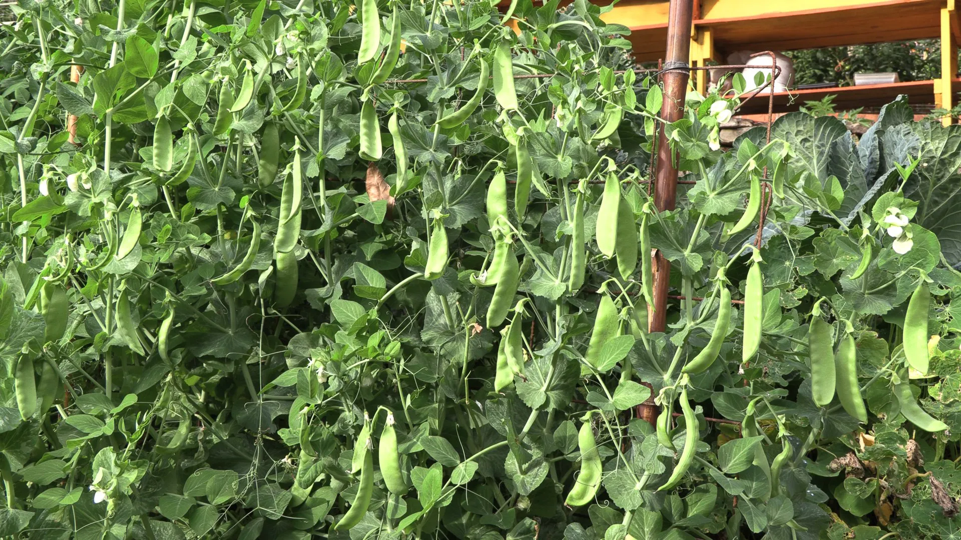 A wall of snow peas heavy with pods, trained on a trellis, with a cabbage on the right