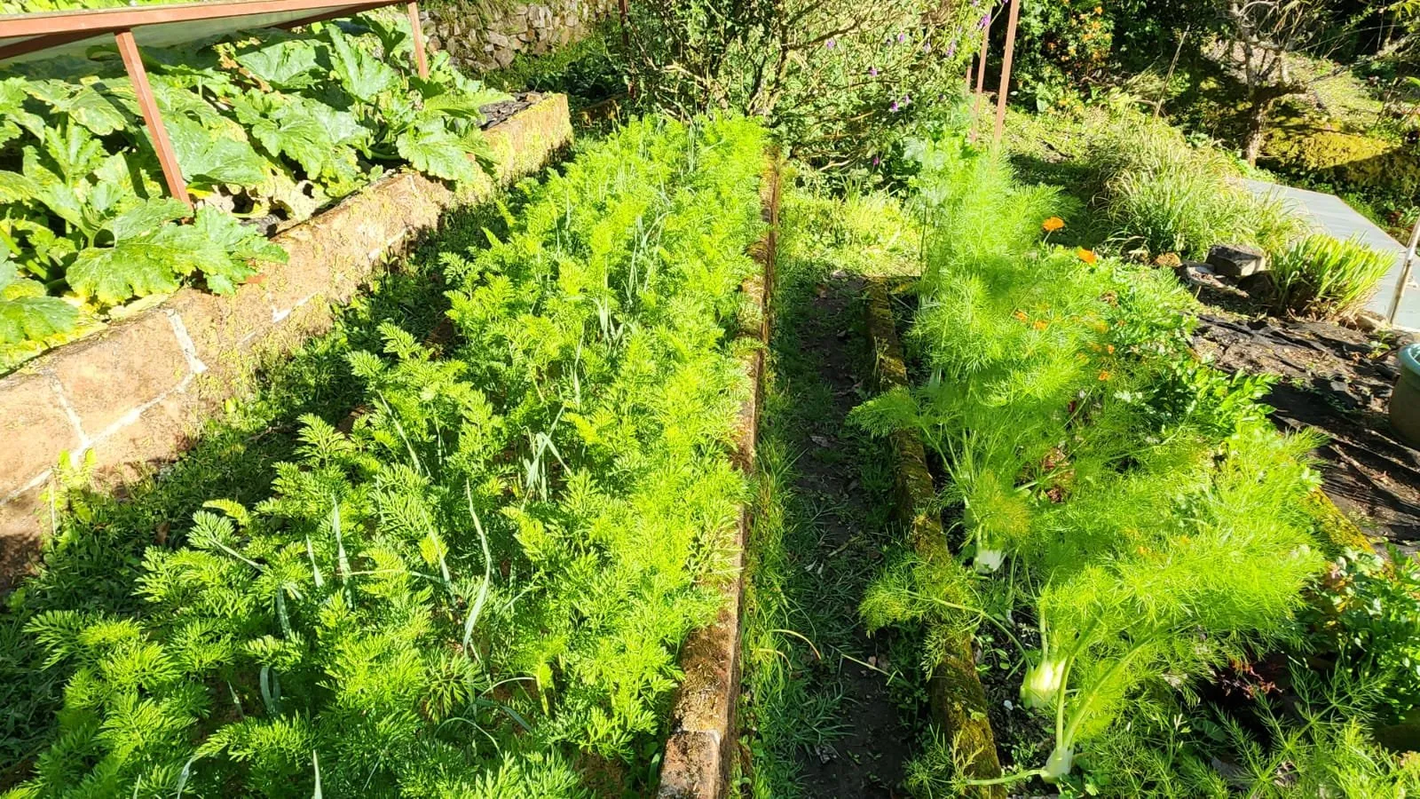 Terraces of carrots interplanted with onions, with fennel and covered zucchini beds