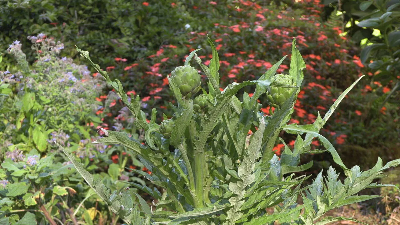 Artichokes growing in the terraced garden