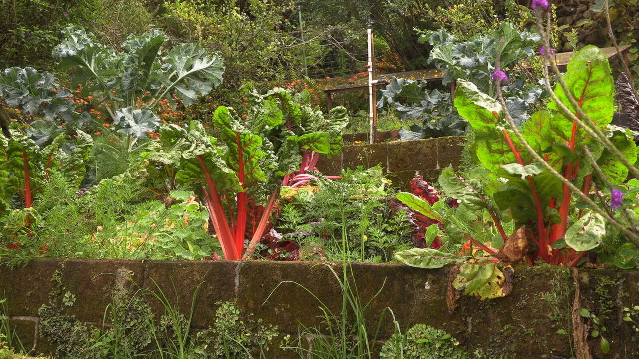 Rows of chard growing in the garden