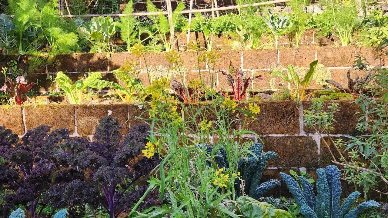 Kale growing in the terraced beds