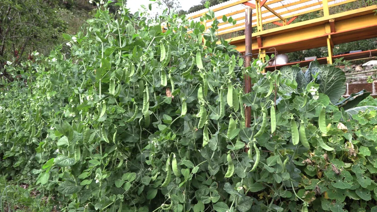 Pea vines growing in the garden