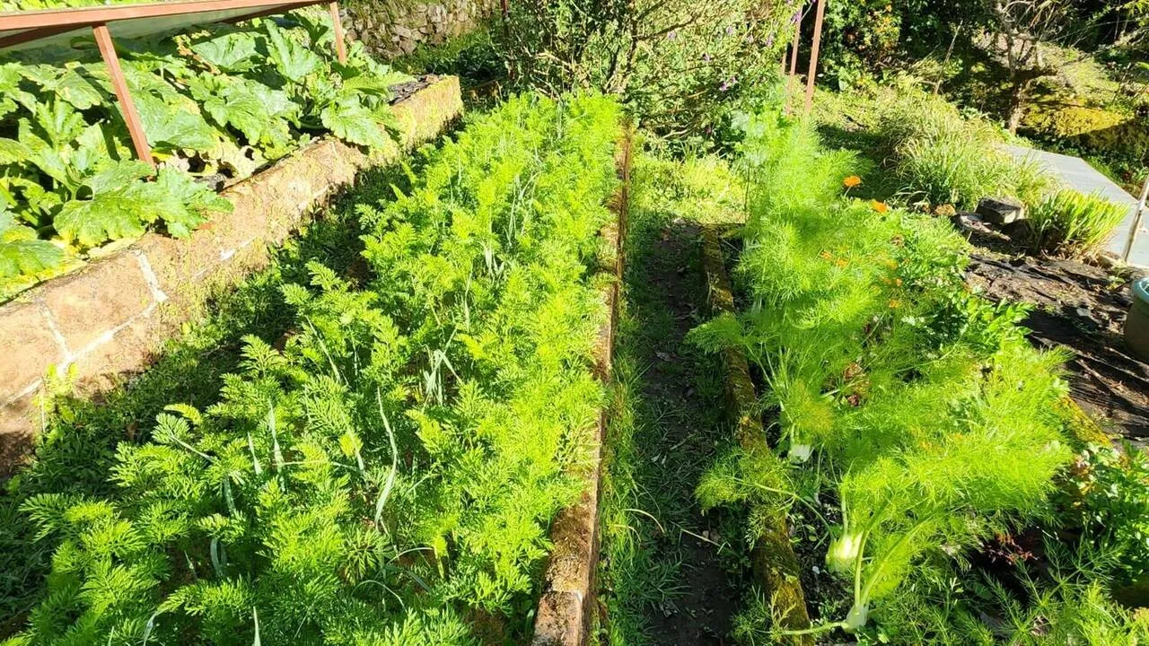 Rows of vegetables in the terraced garden