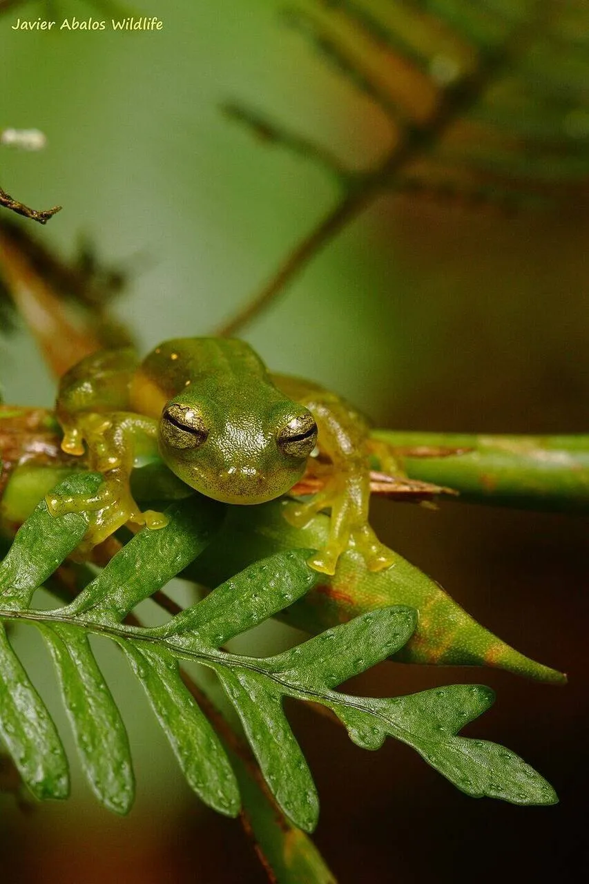 A glass frog with translucent skin