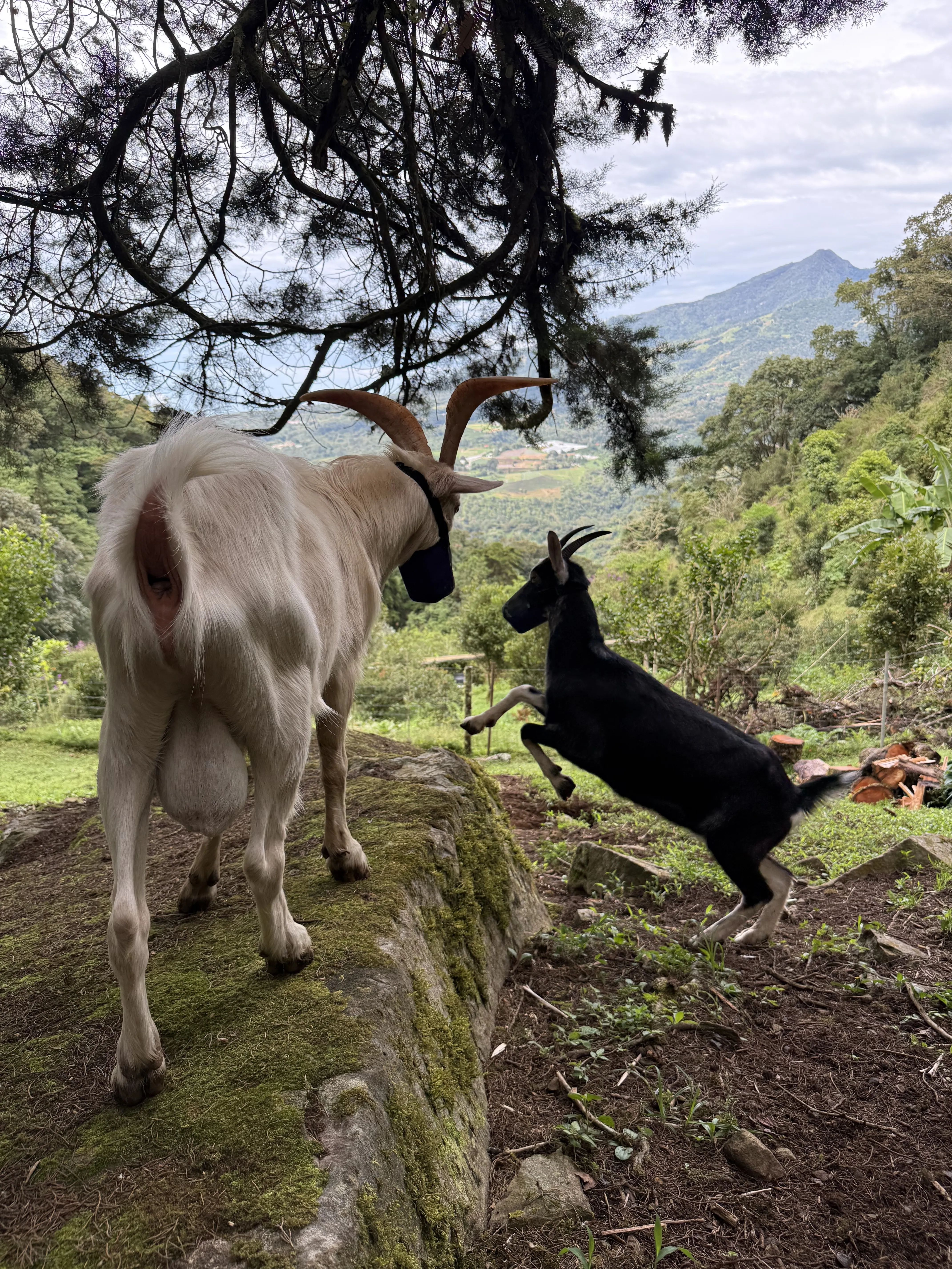 Goats on the farm hillside, with Volcán Barú in the distance